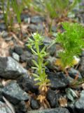 Galium tricornutum